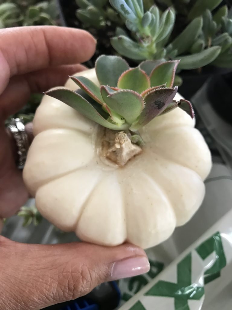 Pumpkin succulents are an adorable addition to your Fall decor and they are so simple! Just a few easy steps and you will have a super cute addition to your home.