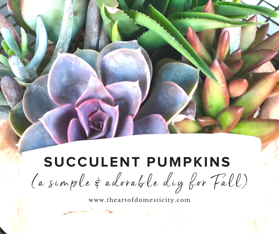 Pumpkin succulents are an adorable addition to your Fall decor and they are so simple! Just a few easy steps and you will have a super cute addition to your home.